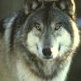 Eanna begegnet mitten in der Stadt einem Wolf...