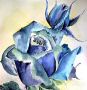 Die Suche nach der blauen Rose und dem Ende eines Krieges...